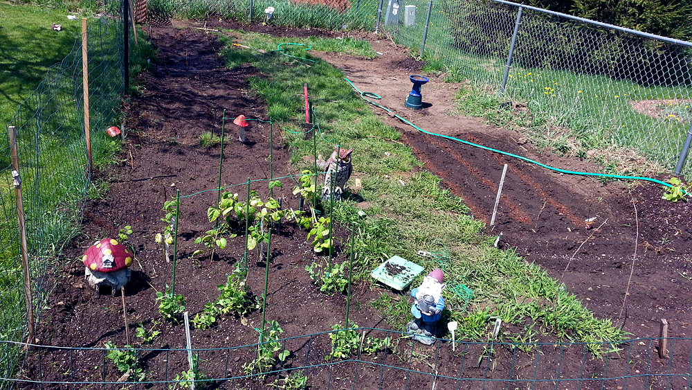 May Garden Update: Planted Green Beans, Snow Peas, Sugar Peas, Carrots Potatoes, Spinach, Lettuce